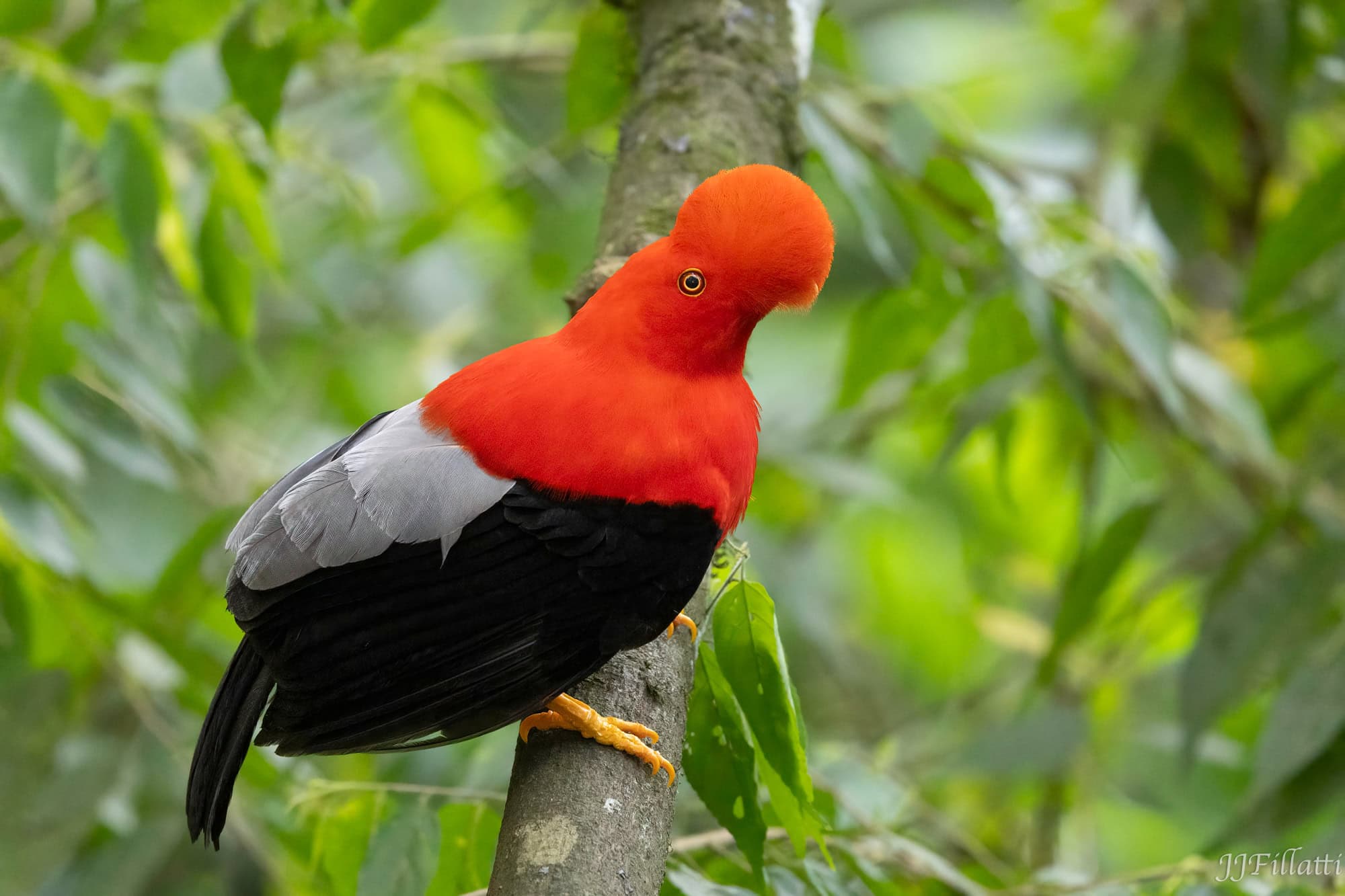 bird of colombia image 26